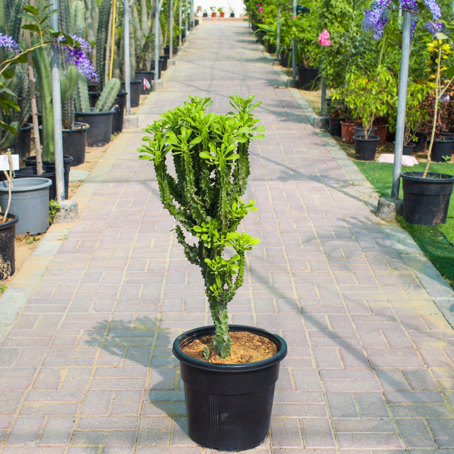 Euphorbia Ingens / Cactus