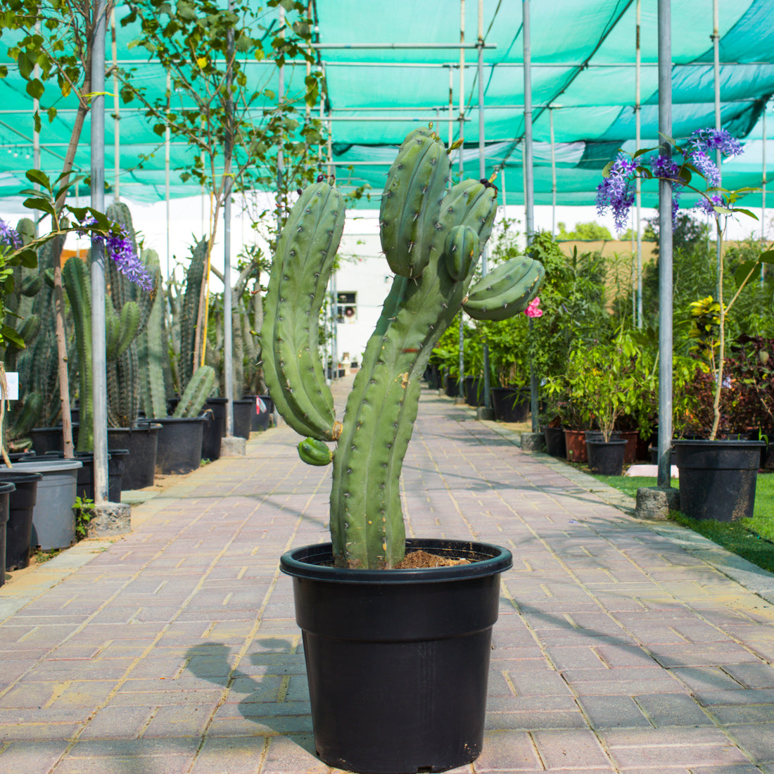 Myrtillocactus Geometrizans / Cactus