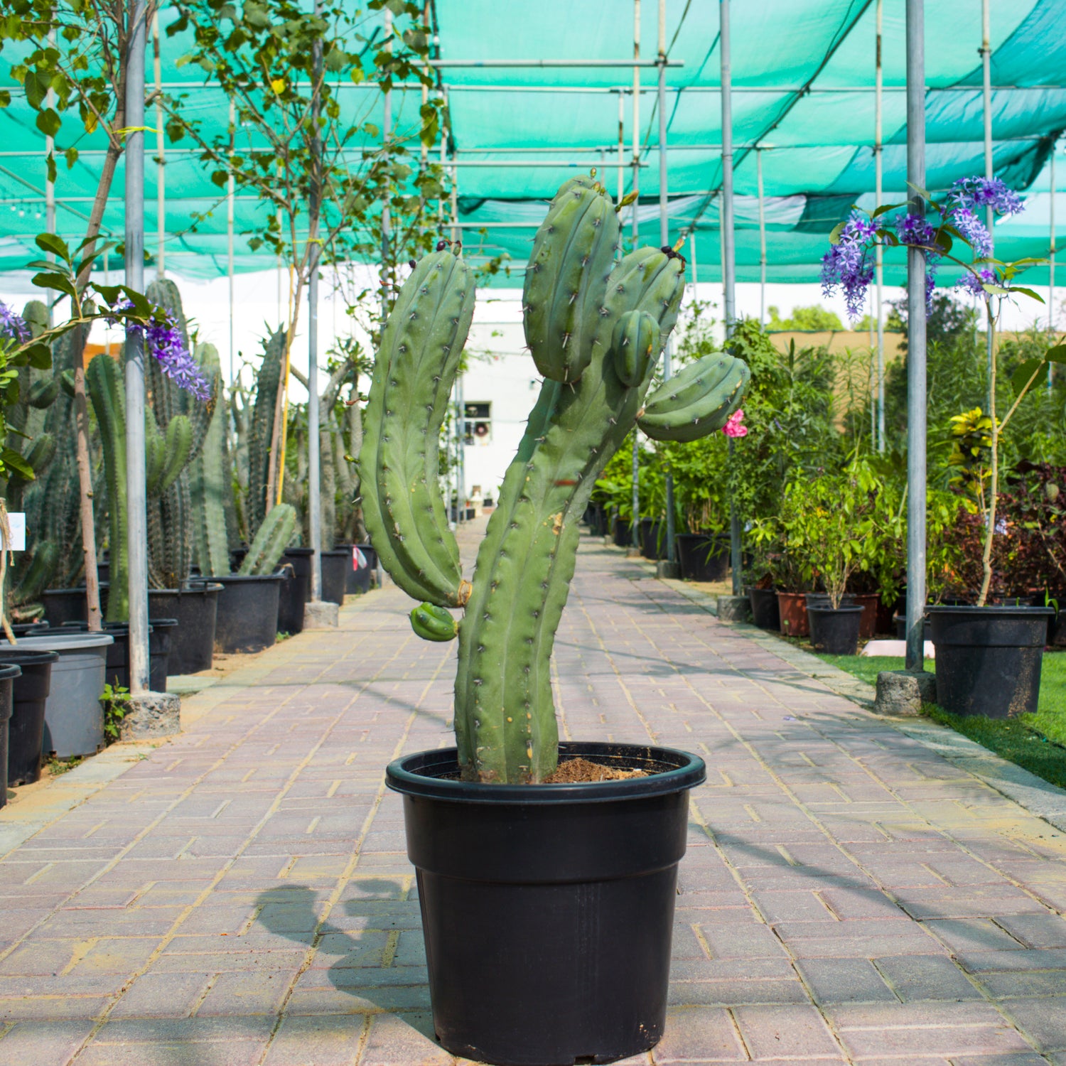 Myrtillocactus Geometrizans / Cactus