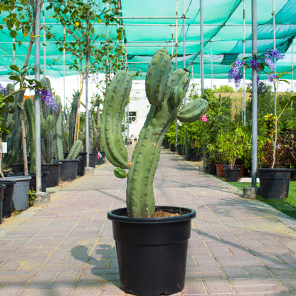 Myrtillocactus Geometrizans / Cactus