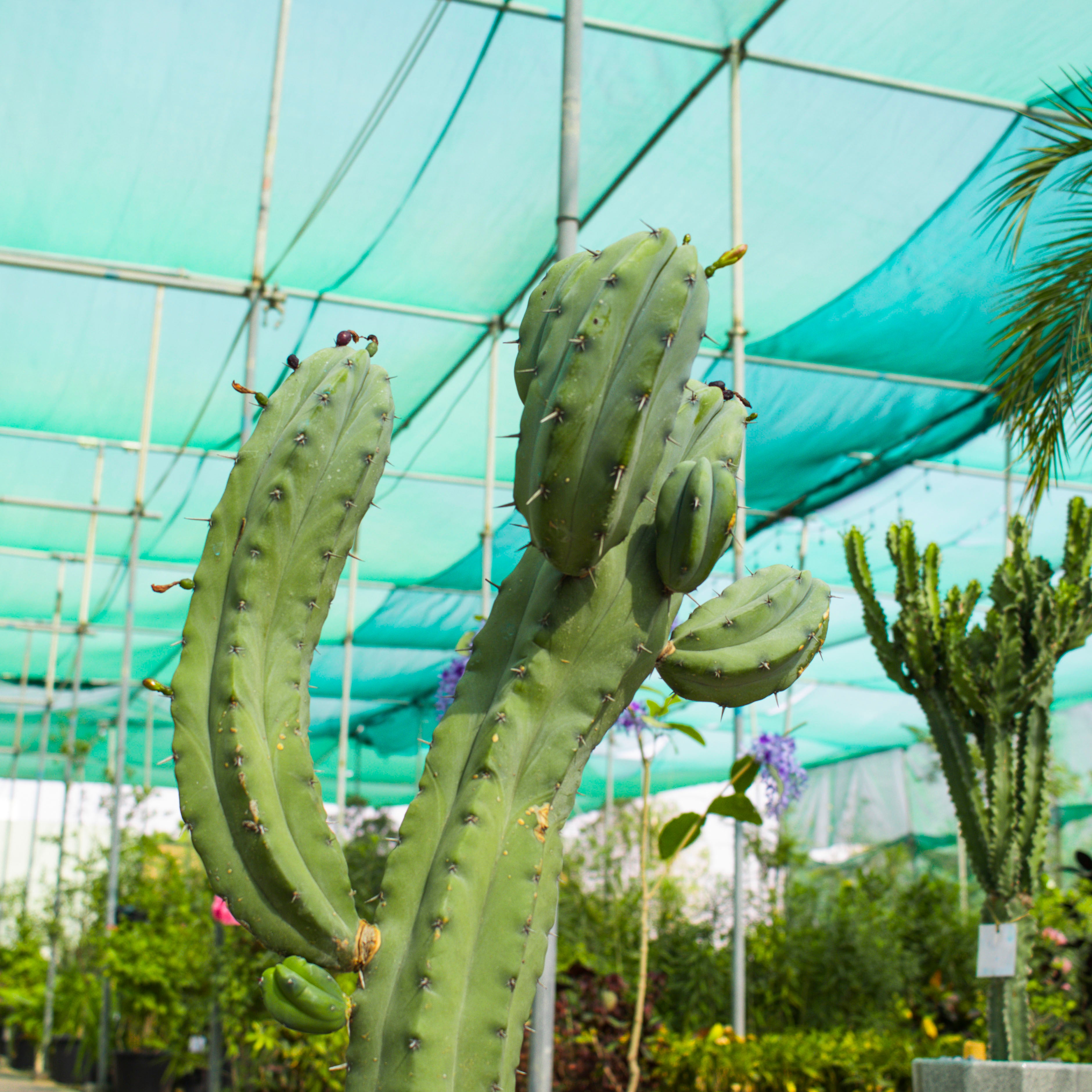 Myrtillocactus Geometrizans / Cactus