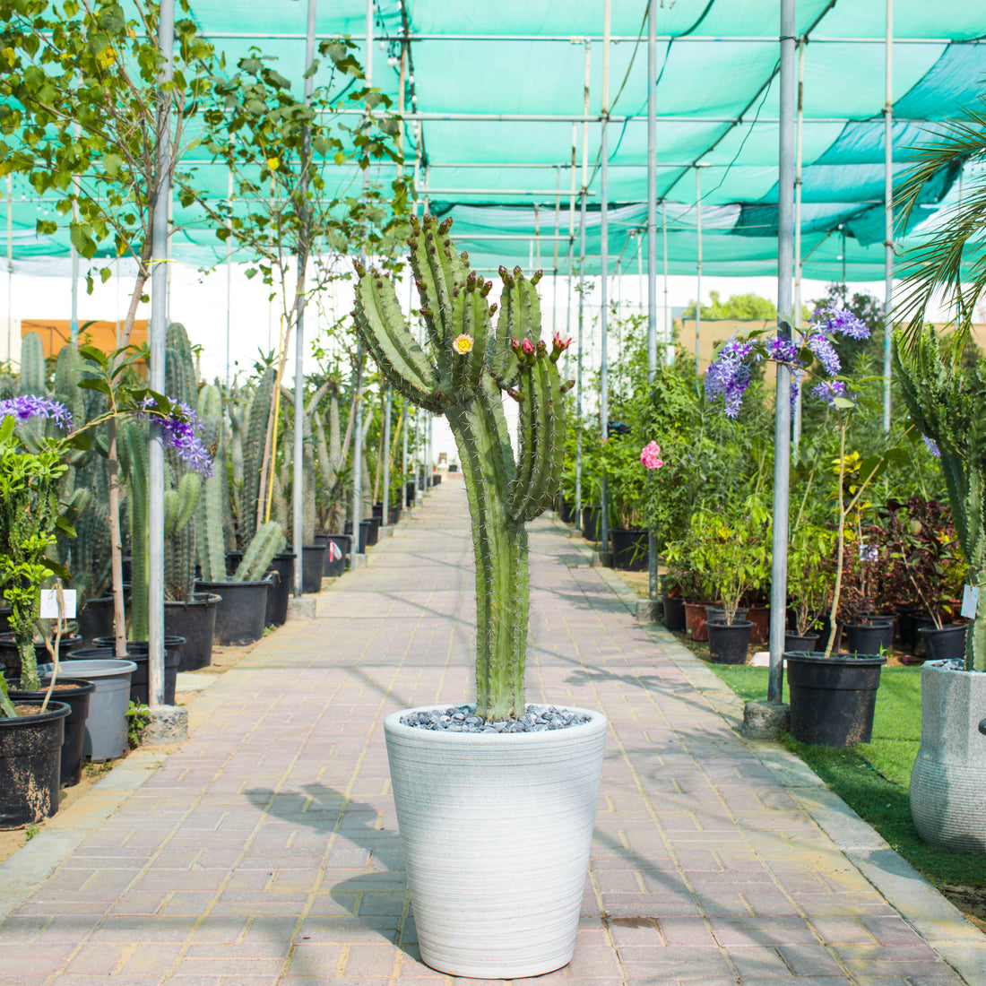 Cactus / Pilosocereus Tillianus with Pot