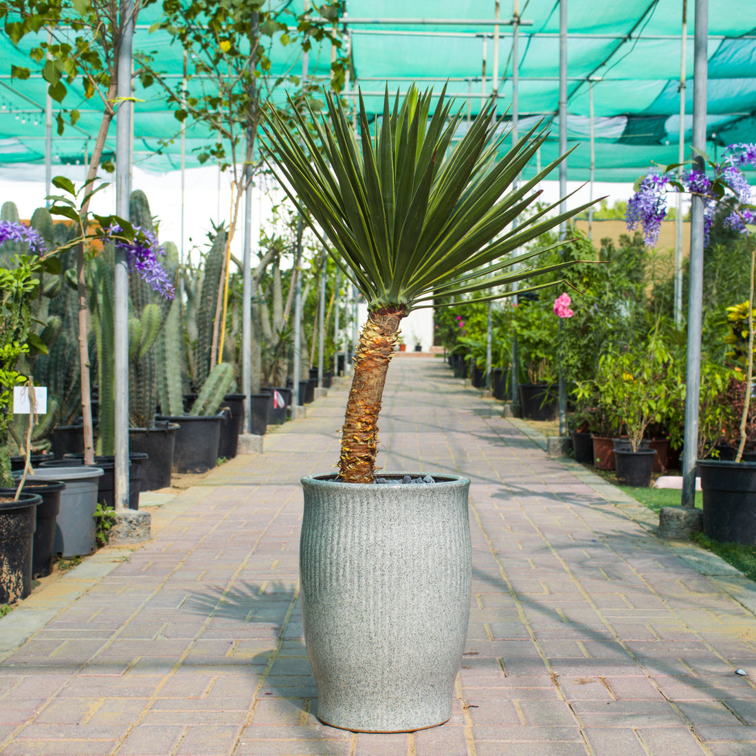 Yucca Aloifolia Variegata