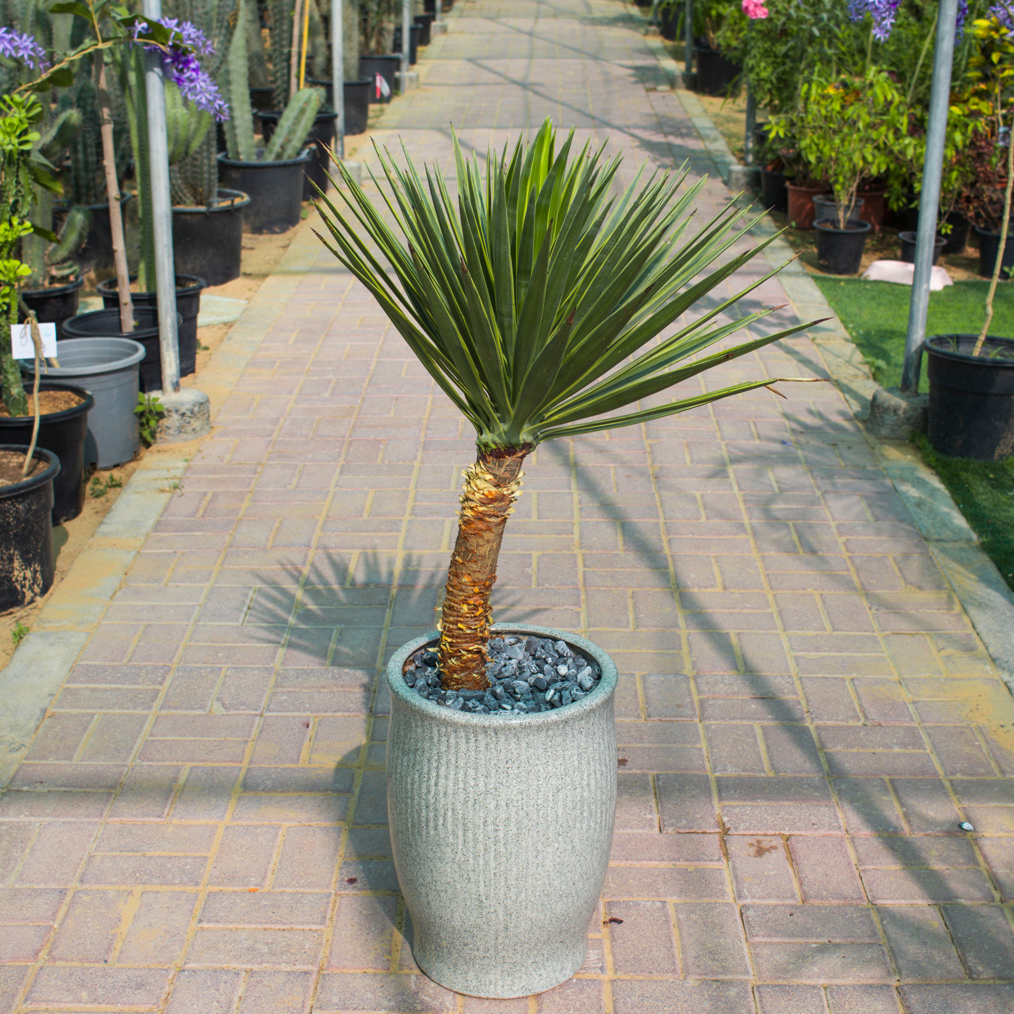 Yucca Aloifolia Variegata