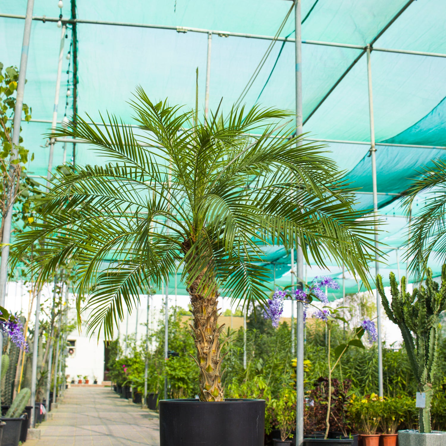 Phoenix Palm (Phoenix Roebelenii)