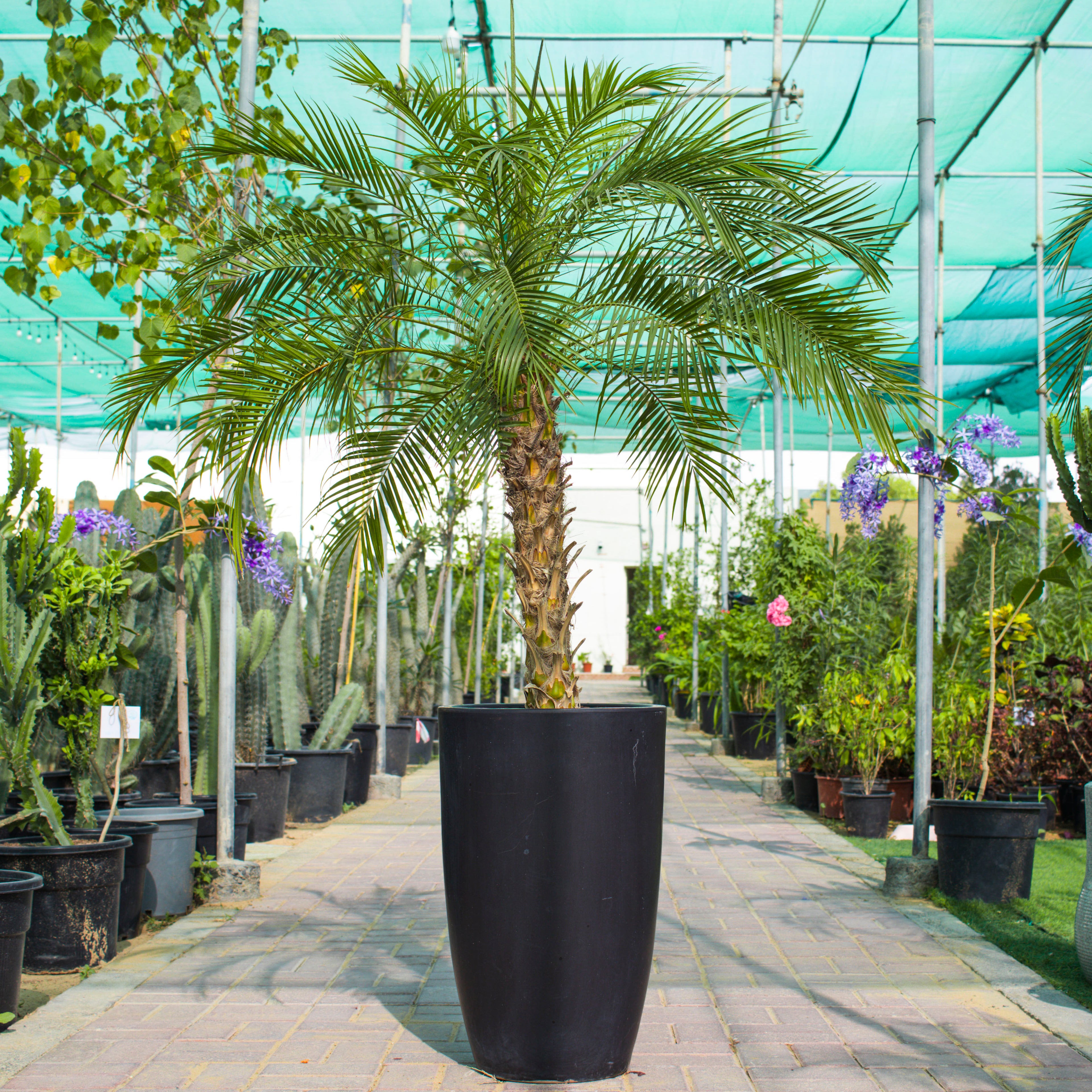 Phoenix Palm (Phoenix Roebelenii)