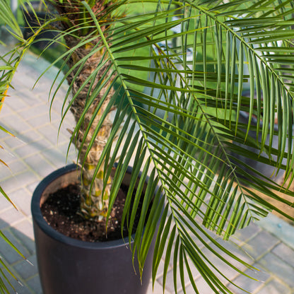 Phoenix Palm (Phoenix Roebelenii)