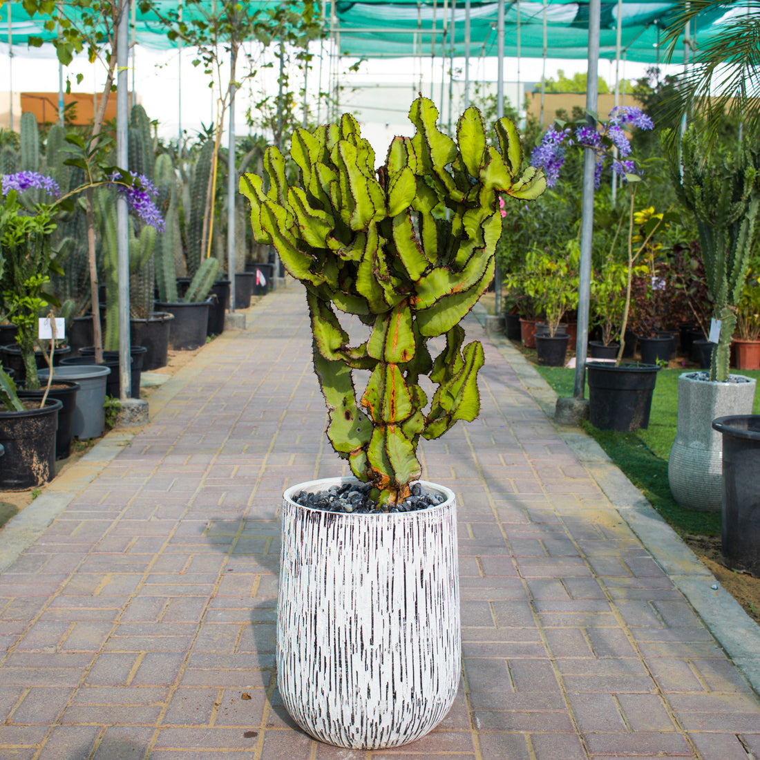 Euphorbia Cooperi / Cactus