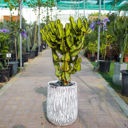Euphorbia Cooperi / Cactus