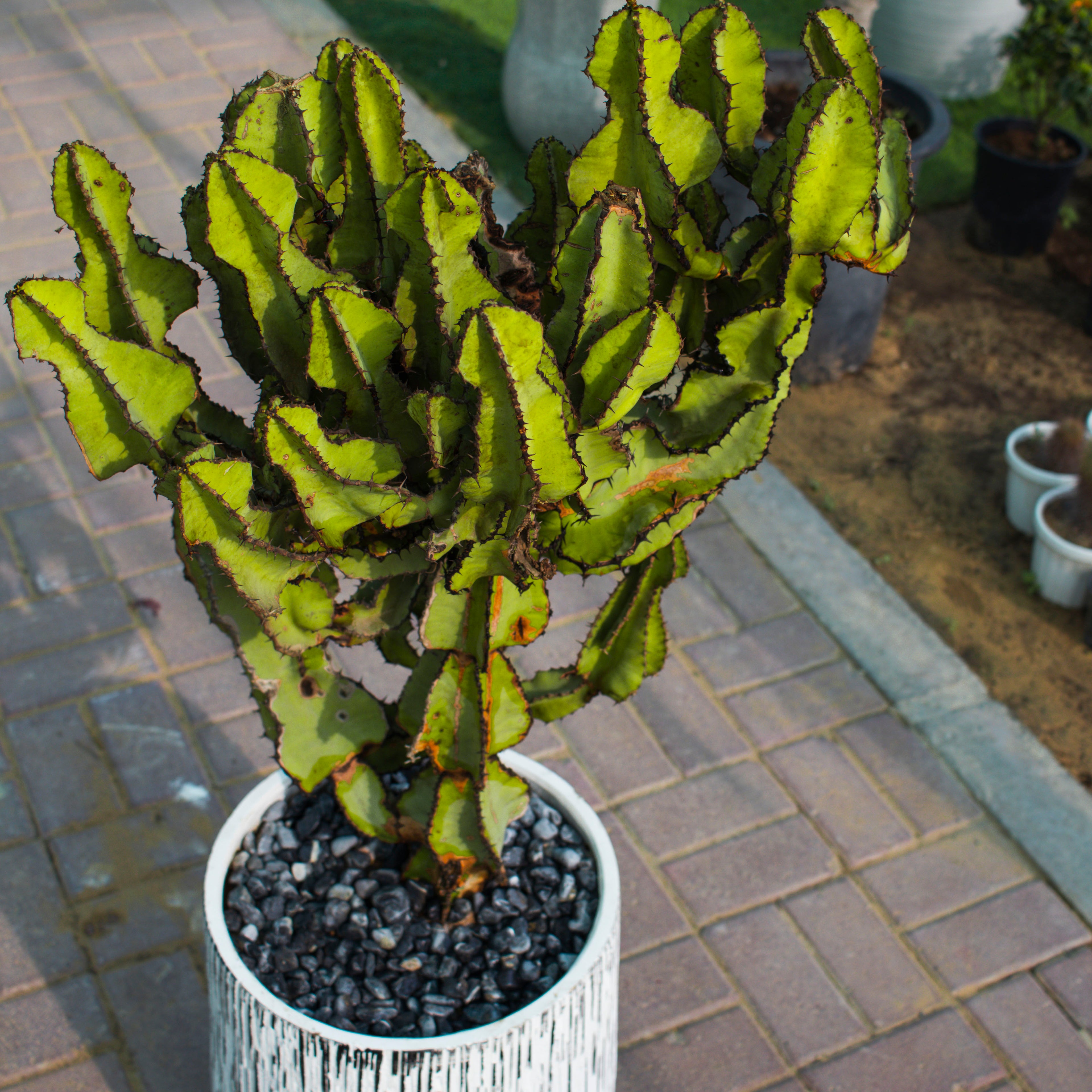 Euphorbia Cooperi / Cactus