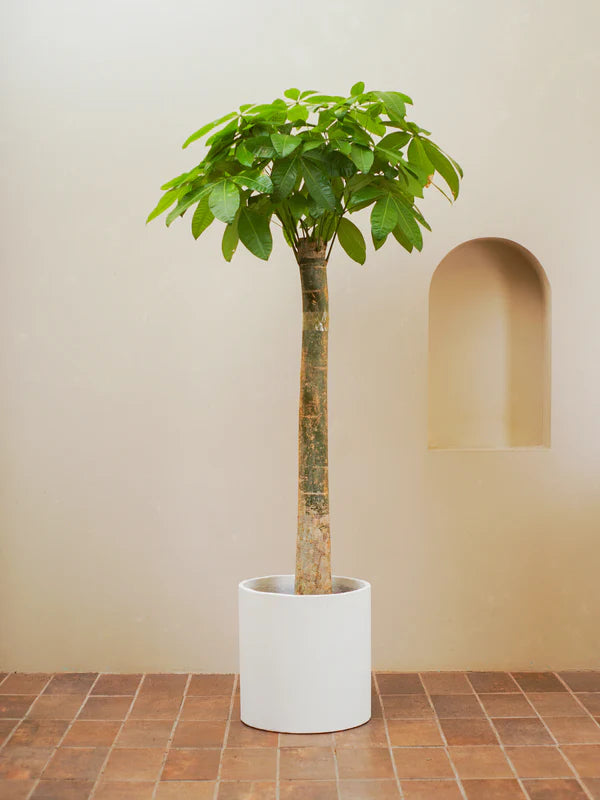 Thick Trunk Money Tree (Pachira aquatica)