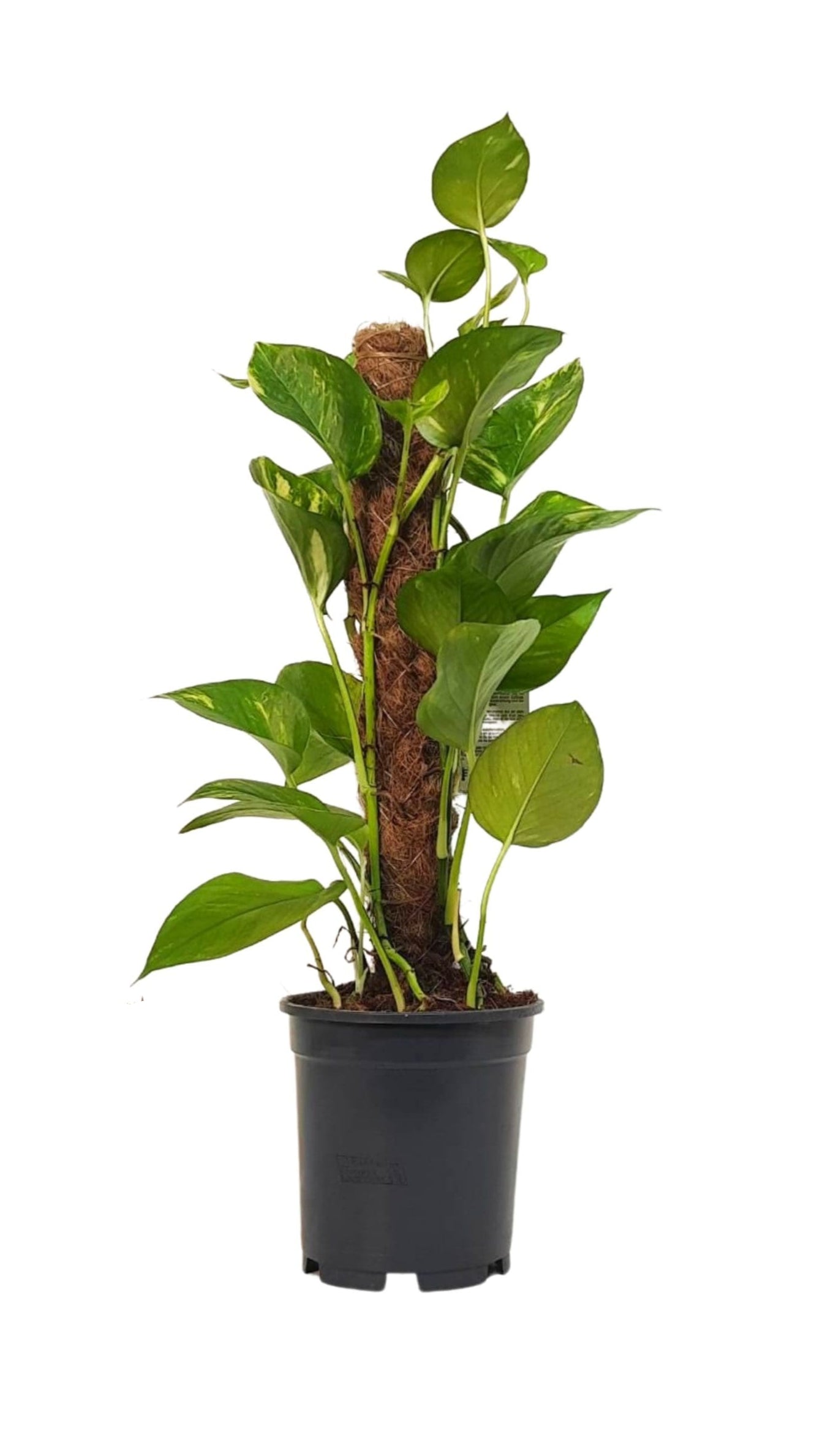 Money Plant / Epipremnum Pinnatum / Moss Stick /