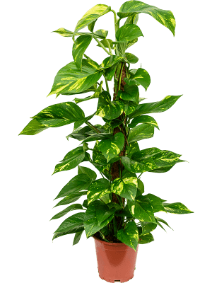 Money Plant / Epipremnum Pinnatum / Moss Stick /