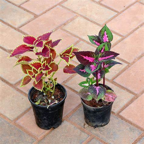 Coleus/Coleus scutellarioides