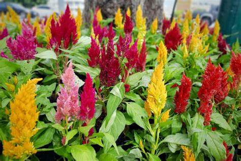 Celosia