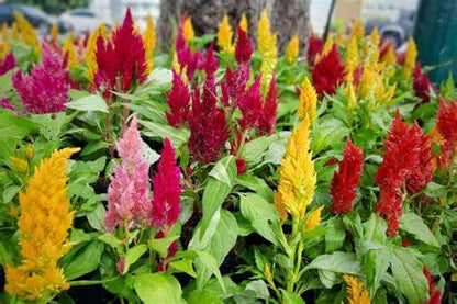 Celosia