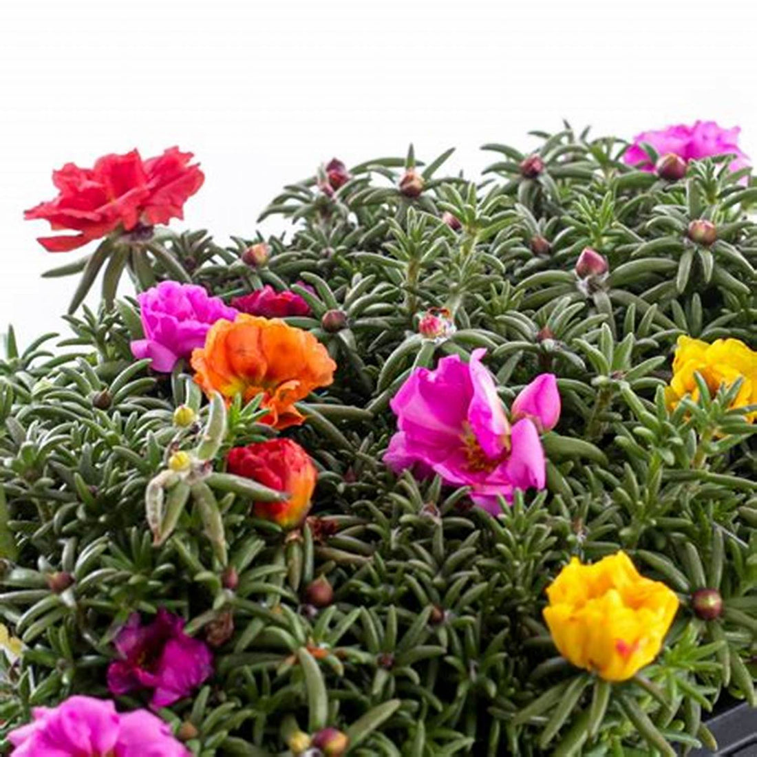 Portulaca Grandiflora