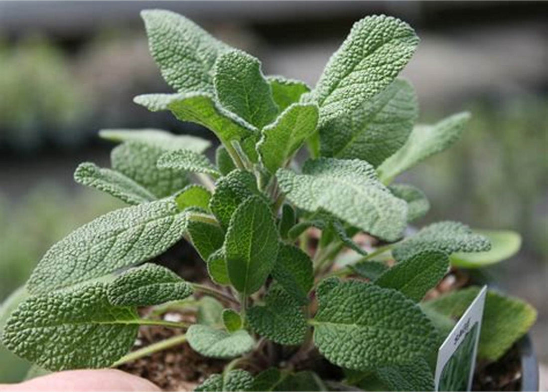 Sage(Salvia officinalis)