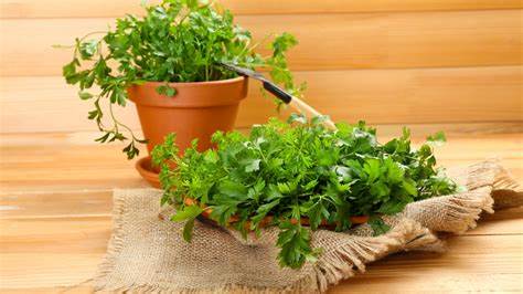 Parsley / Petroselinum crispum
