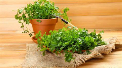 Parsley / Petroselinum crispum