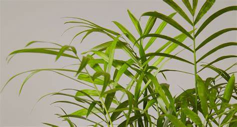 Majesty Palm (Ravenea rivularis) (Majestic palm)