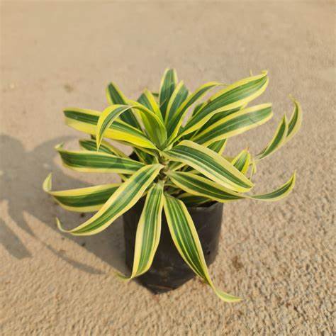 Song Of India (Dracaena reflex)(Song of Jamaica)