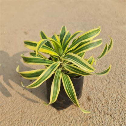 Song Of India (Dracaena reflex)(Song of Jamaica)