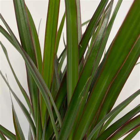 Dracaena Marginata (Dragon tree)
