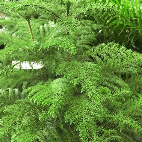 Araucaria heterophylla (Norfolk Island Pine)