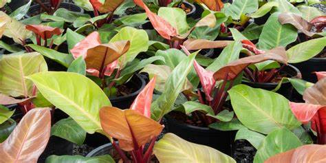 Philodendrone Erubescens/Blushing philodendron/red-leaf philodendron