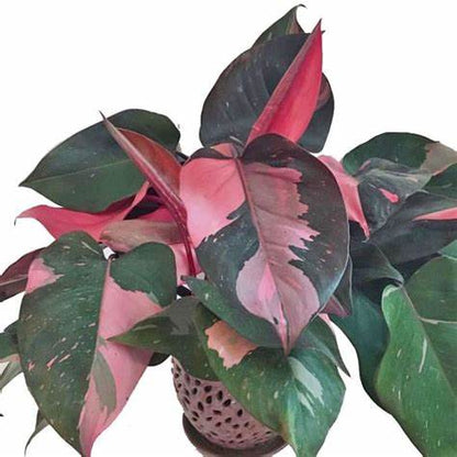 Pink Princess Philodendron