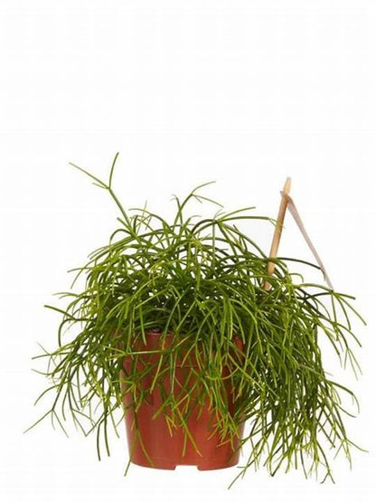 Rhipsalis Cactus/Mistletoe Cactus