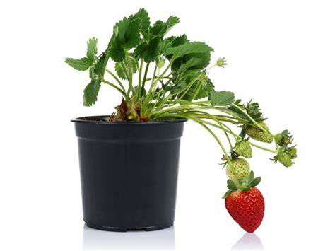 Strawberry / Fragaria ananassa Duchesne