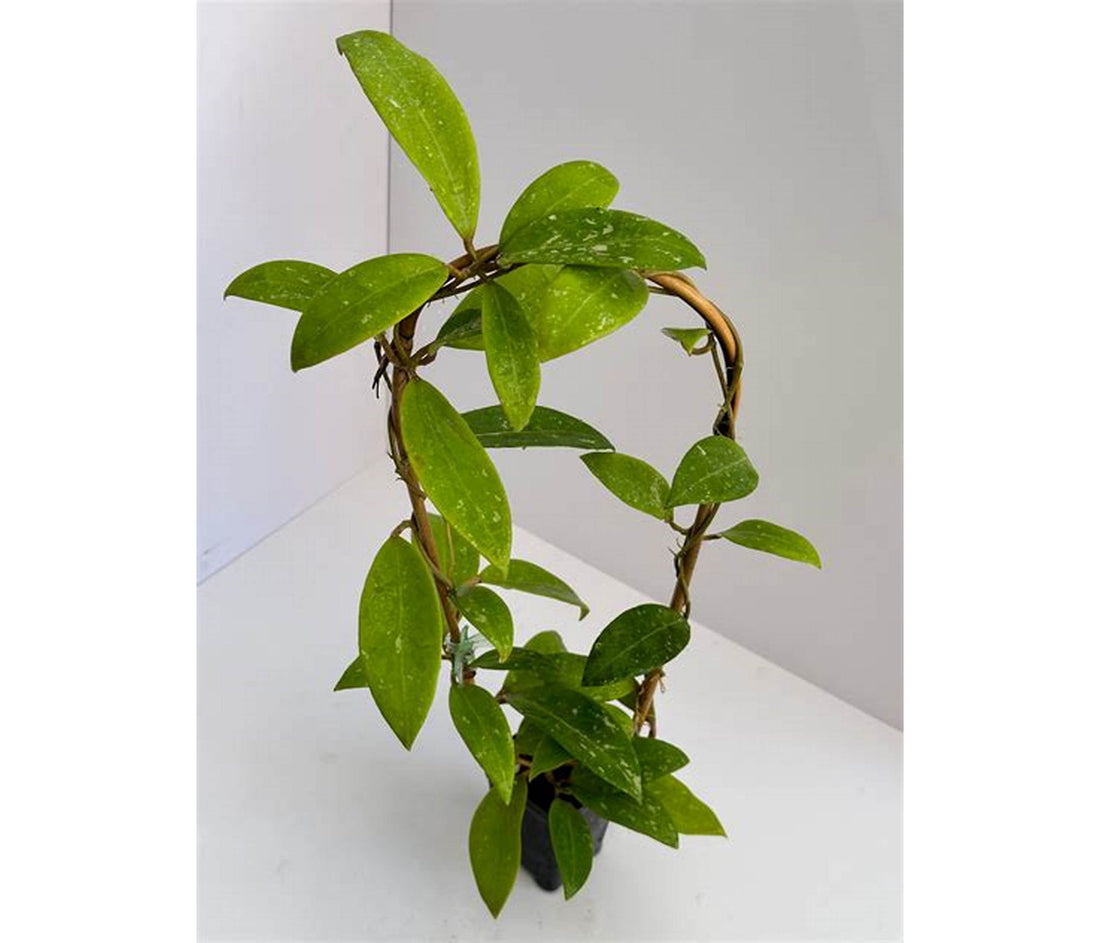 Hoya / Hoya Heuschkeliana