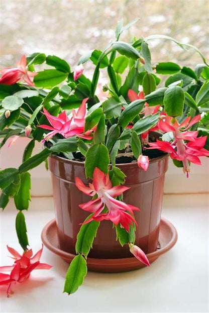 Christmas Cactus / Schlumbergera
