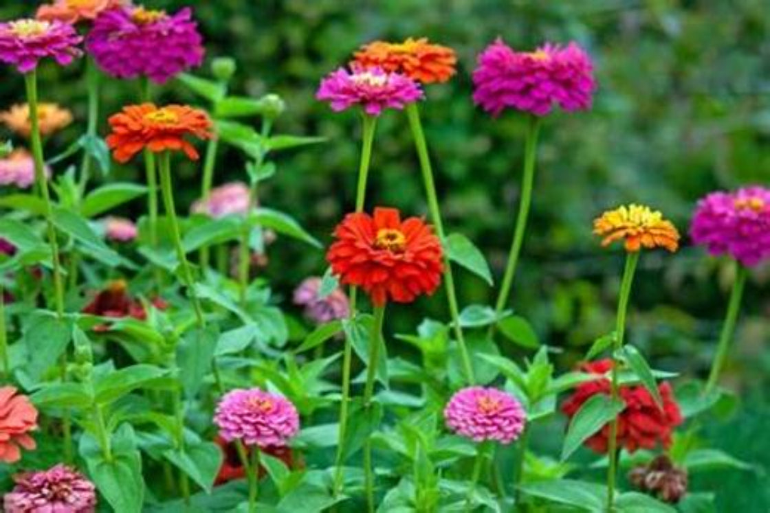 Zinnia