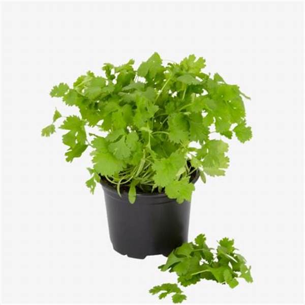 Coriander
