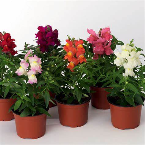 Antirrhinum
