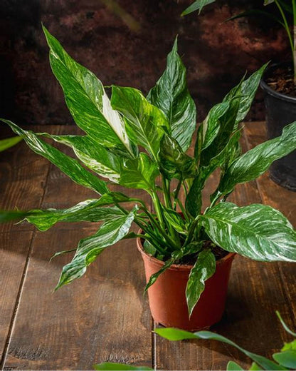 Variegated Peace lilly