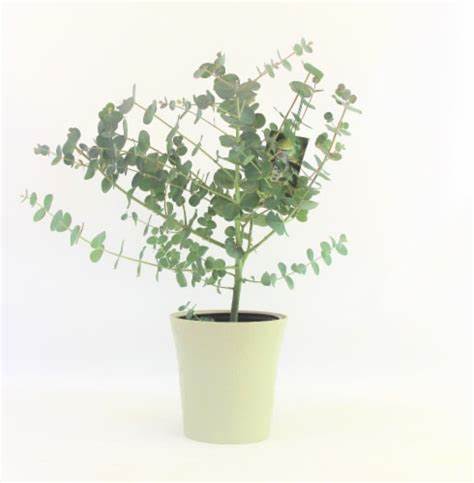 Eucalyptus