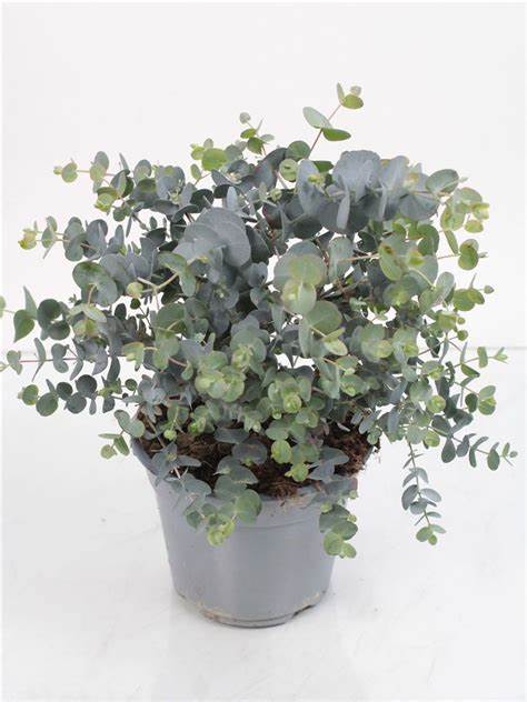 Eucalyptus