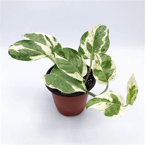 Jade Pothos