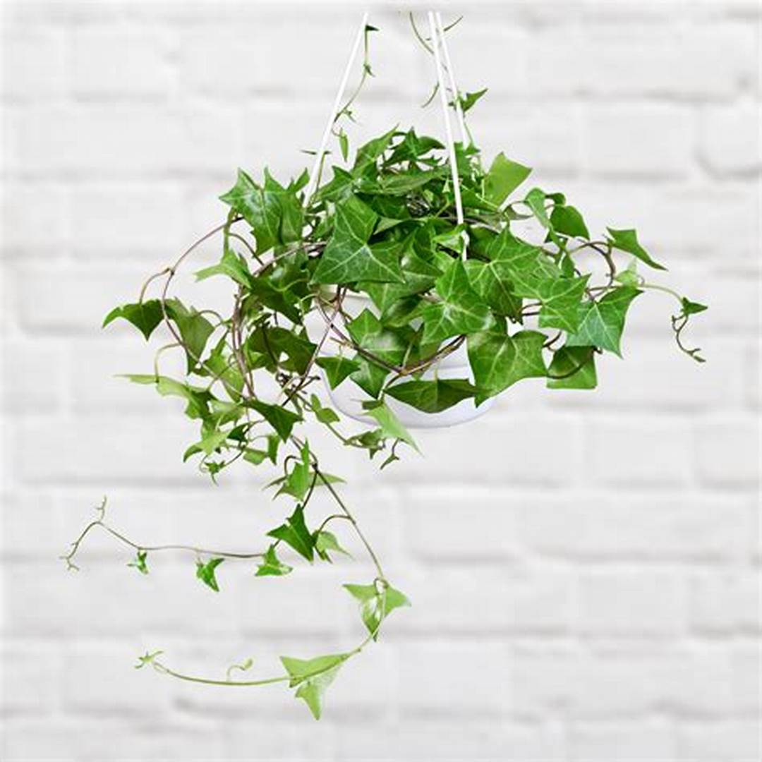 Boston ivy