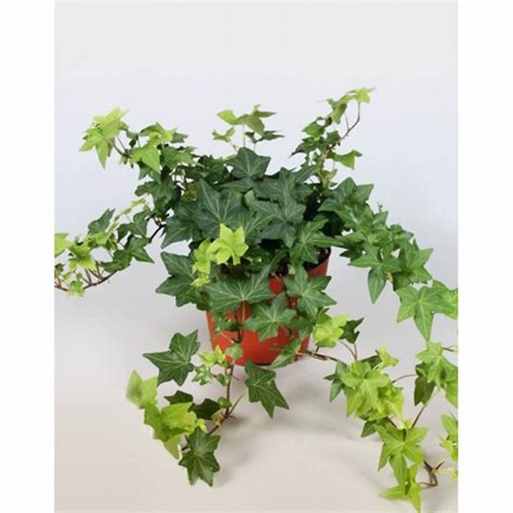 Boston ivy