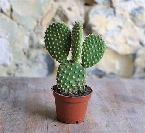 Pricky Pear cactus