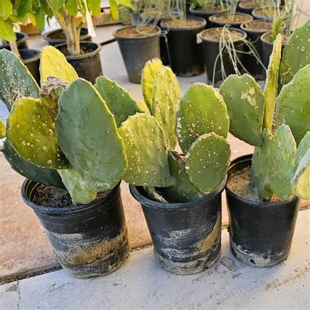 Pricky Pear cactus