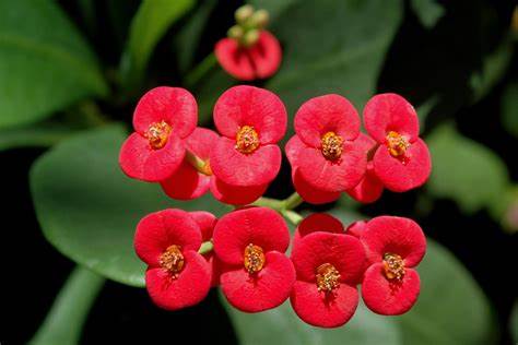 Euphorbia