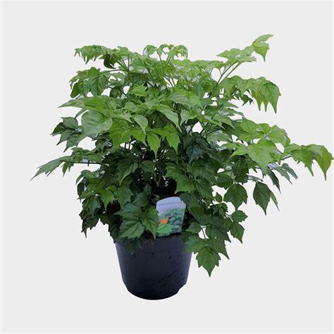 Rad machera (China doll)(Serpent tree) (Emerald tree)