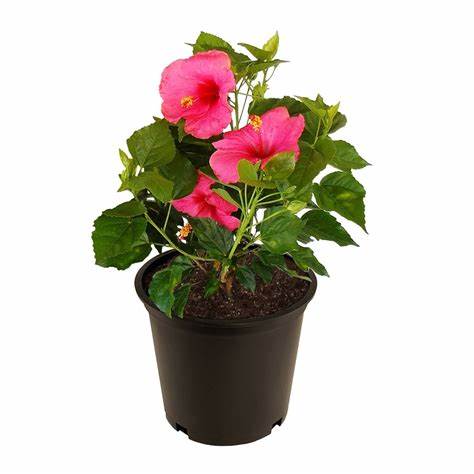 Hibiscus Plant(Hibiscus Rosa-Sinensis)