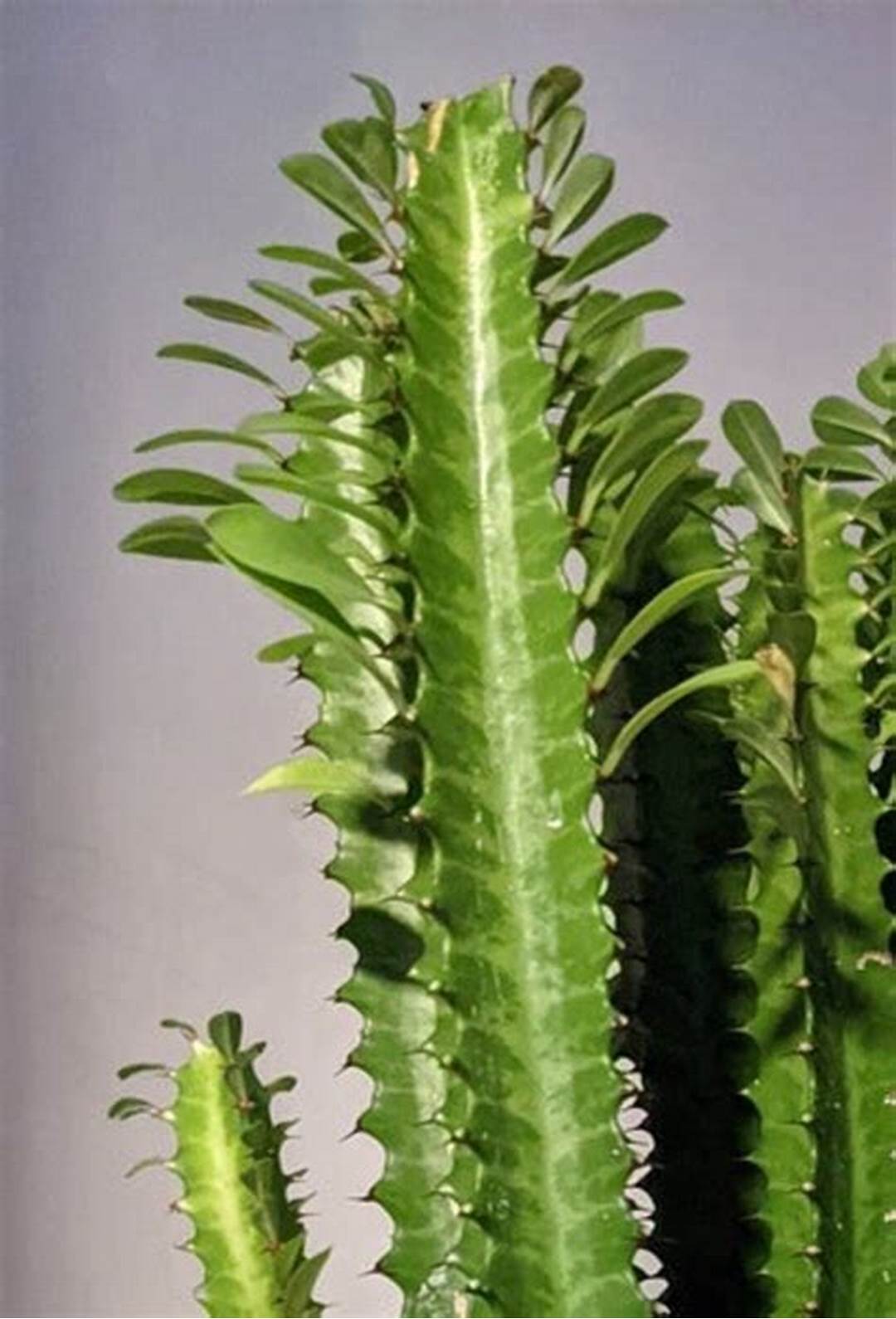 African milk Tree /Euphorbia Trigona